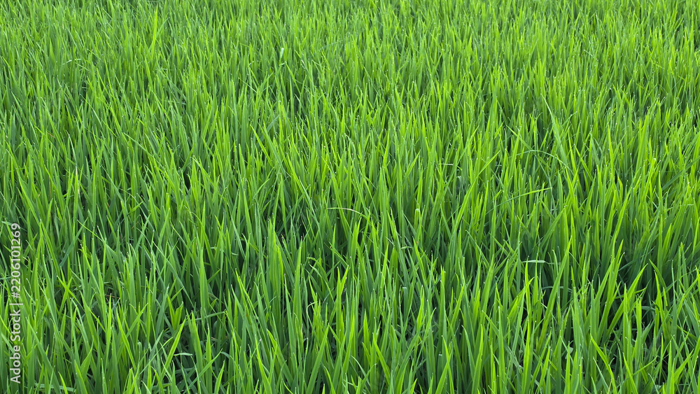 Obraz premium Vibrant green rice paddy field with fresh dew drops in a rural agricultural landscape