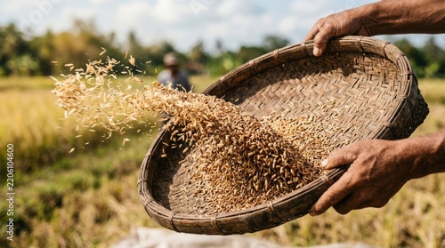 Hands pouring grain from woven basket in golden field