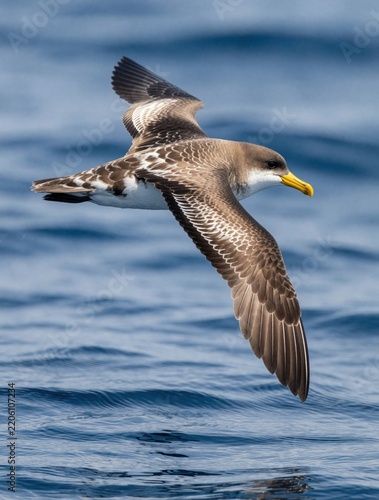 Seabird glides over calm ocean water. This avian animal flies low with wide wingspan. Wild species soars across deep blue sea background. Sunlight illuminates its brown plumage and bright yellow bill.