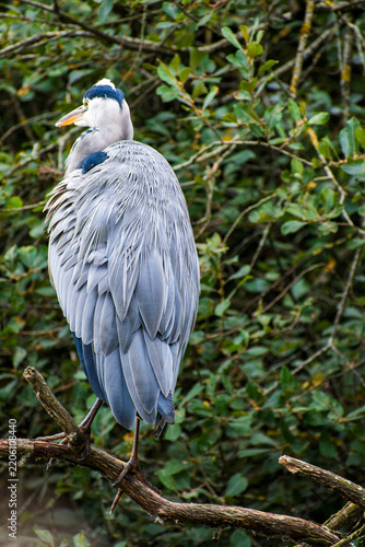 Foto Grey Heron (Ardea cinerea) Perched on a Tree Branch at Attenborough Nature Reser