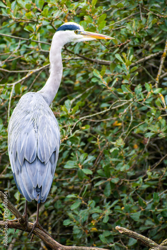 Foto Grey Heron (Ardea cinerea) Perched on a Tree Branch at Attenborough Nature Reser