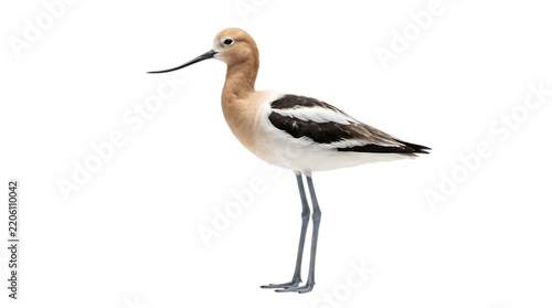 American avocet bird standing in profile isolated on white background with wading bird