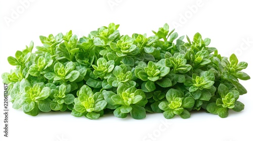 Fresh oregano plant with vibrant green leaves, perfect for culinary uses and herbal remedies.