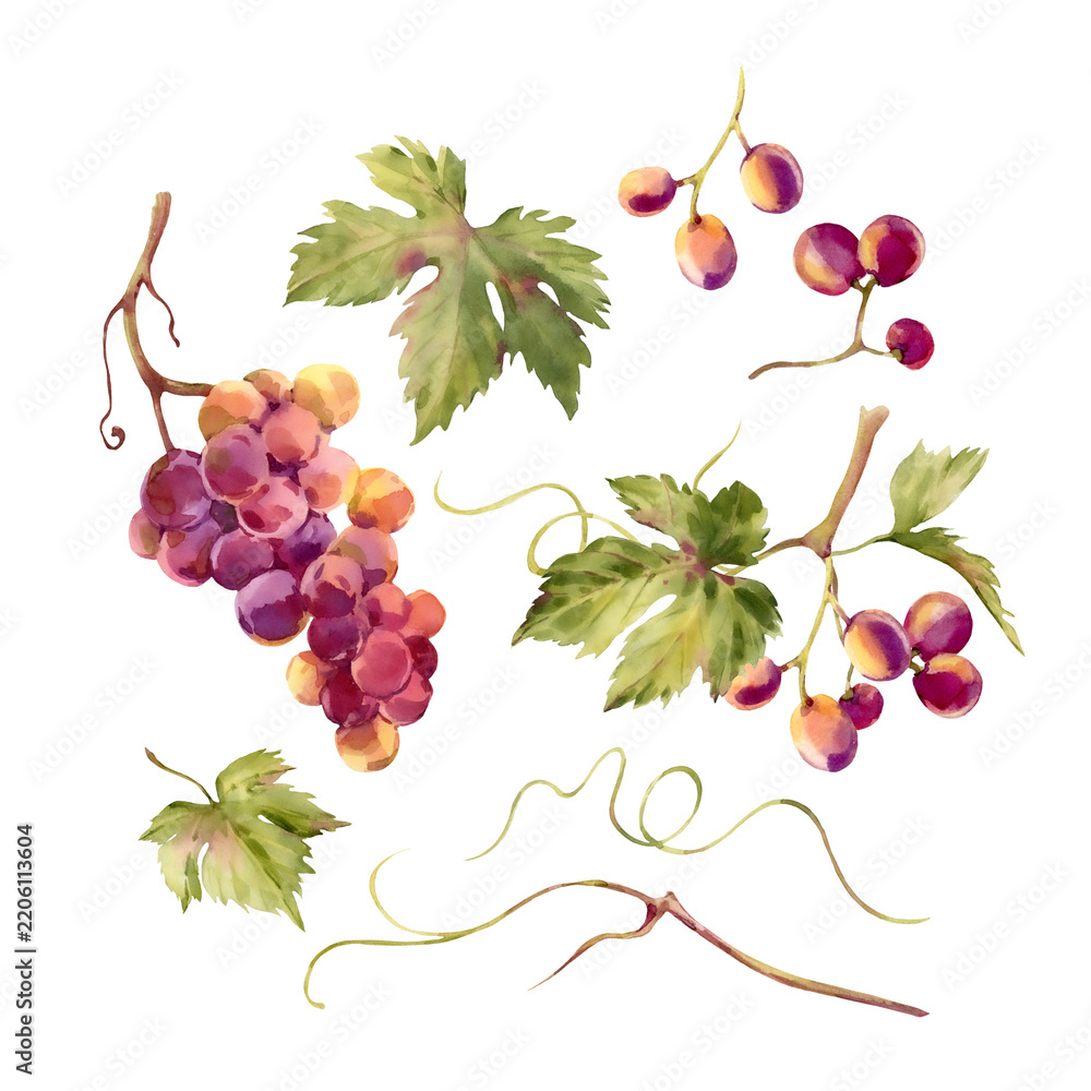 Naklejka premium Watercolor grapes illustration set. Hand painted vine leaves, bunches, branches clip art, winery design elements isolated on white background for menu, label, packaging, wedding invitation, wine