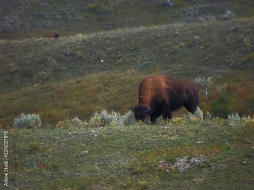 Bison grazes alone in a quiet, green pasture. Grass and wildflowers surround the animal. Muted light bathes the rolling, open hills. The buffalo is focused on feeding, undisturbed