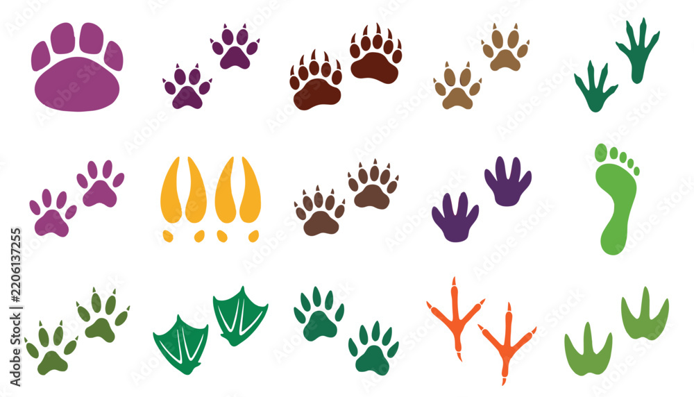 Fototapeta premium Animal paw print vector set featuring colorful tracks of wild mammal bird and human feet isolated on white background.