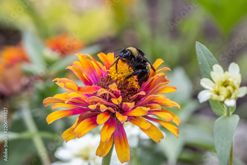 macro of bee on orange flower