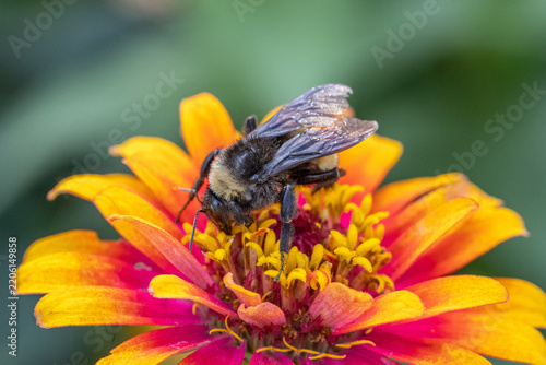 macro of bee on orange flower