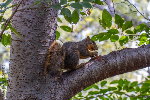 Squirrel on a tree branch