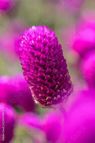Bright globe amaranth flower