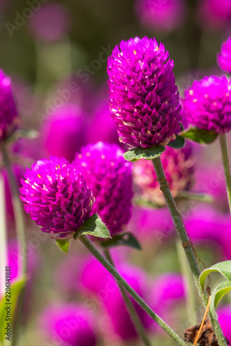 Globe amaranth flowers