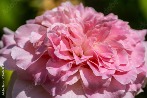 pink tea rose detail