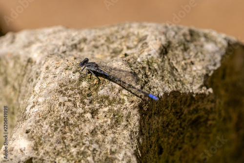 small dragonfly on rock
