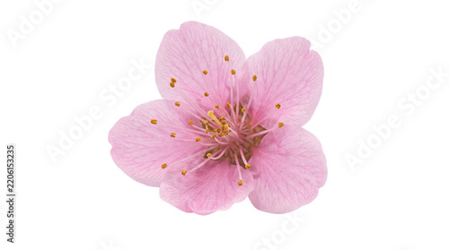Delicate pink cherry blossom isolated on a white background representing spring and new beginnings