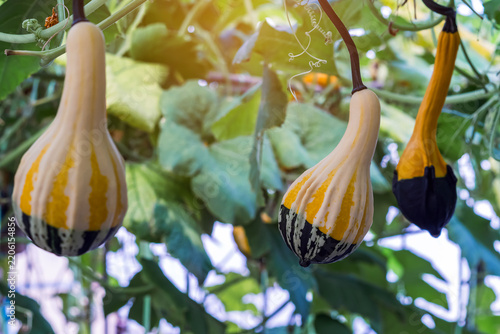 Fotografie Ornamental pear-shaped gourd with yellow and dark green striped patterns hanging from vine in organic greenhouse