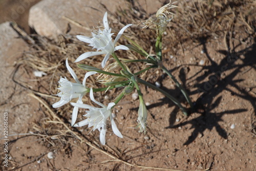 Sea daffodil flowers blooming on dry coastal sand