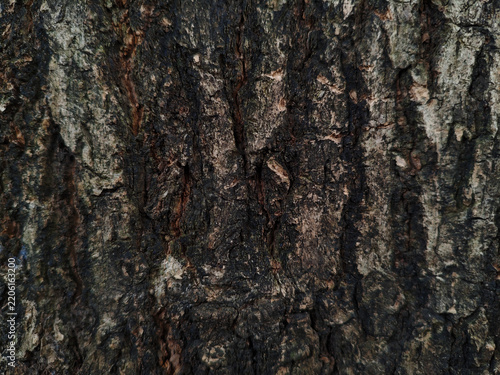 Obraz na plátně Horizontal close-up texture of rough dark tree bark, natural full frame wood surface pattern for background