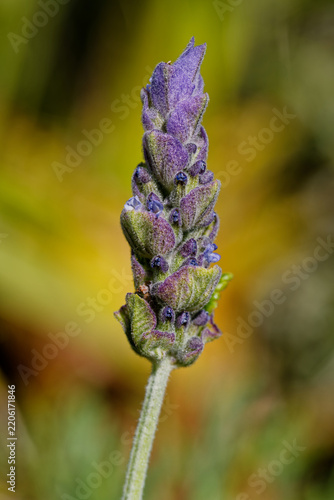 Fleur de lavande