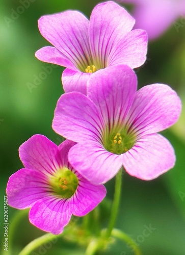 Pink oxalis flowers with soft petals and green stalks, perfect for naturethemed designs, greeting cards, or botanical illustrations.
