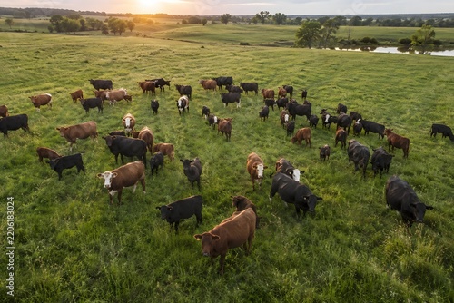 Cattle grazing across a broad pasture