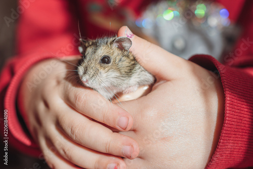 Child's hands are holding a small, cute lemming