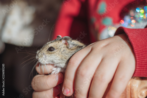 Child's hands are holding a small, cute lemming