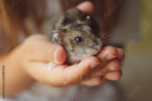 Child's hands are holding a small, cute lemming
