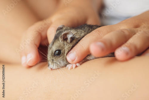 Child's hands are holding a small, cute lemming