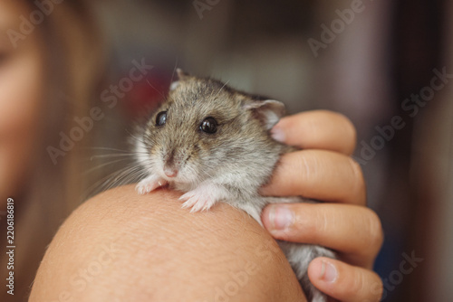 Child's hands are holding a small, cute lemming