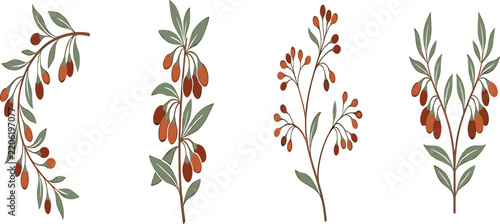 Bild auf Leinwand Red goji berry branch vector illustrations collection featuring decorative barbe