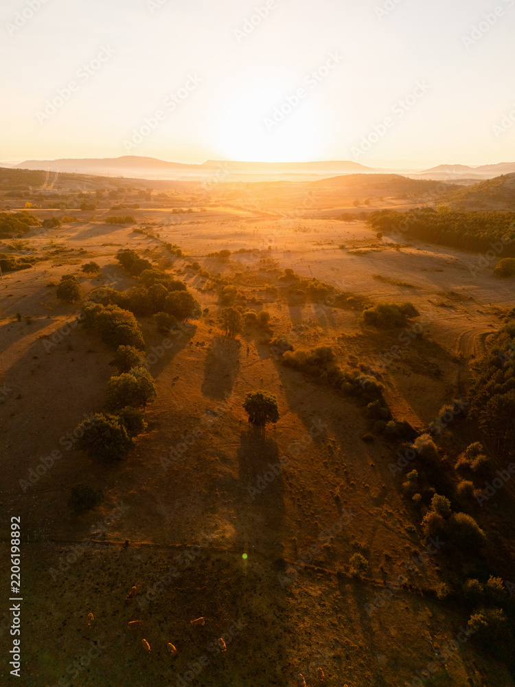 Obraz premium An aerial view of a herd of cattle grazing on a dry pasture at sunset with warm golden light spilling over the hills
