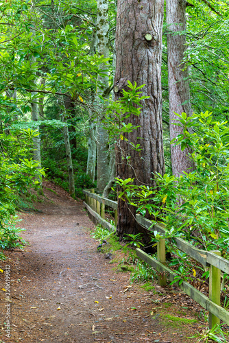 footpath in the forest