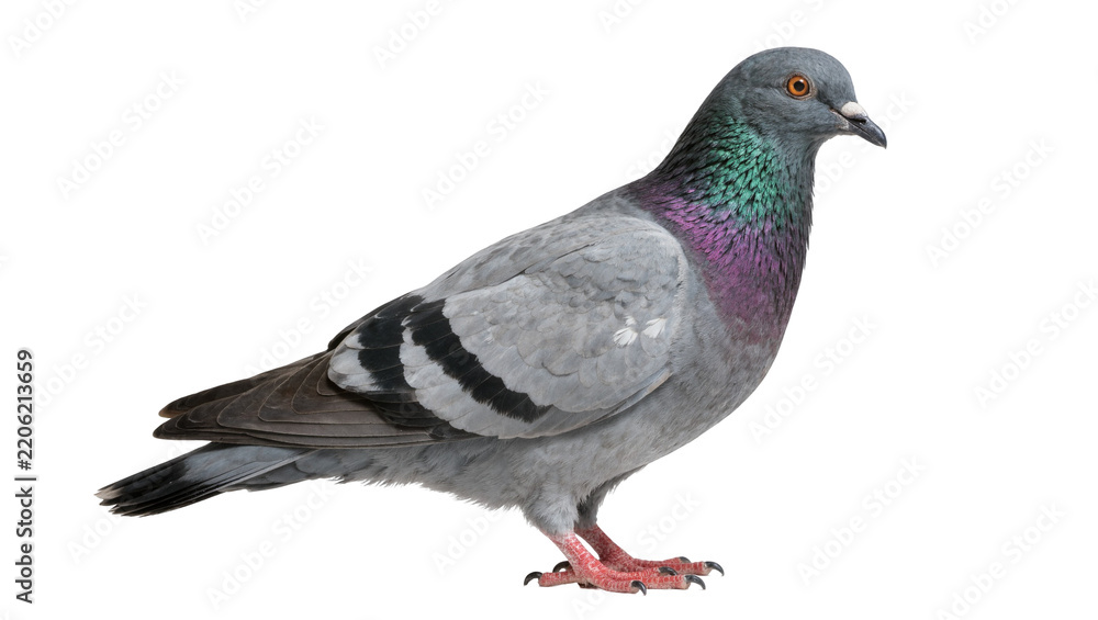 Obraz premium Gray pigeon with iridescent neck feathers, isolated on transparent background