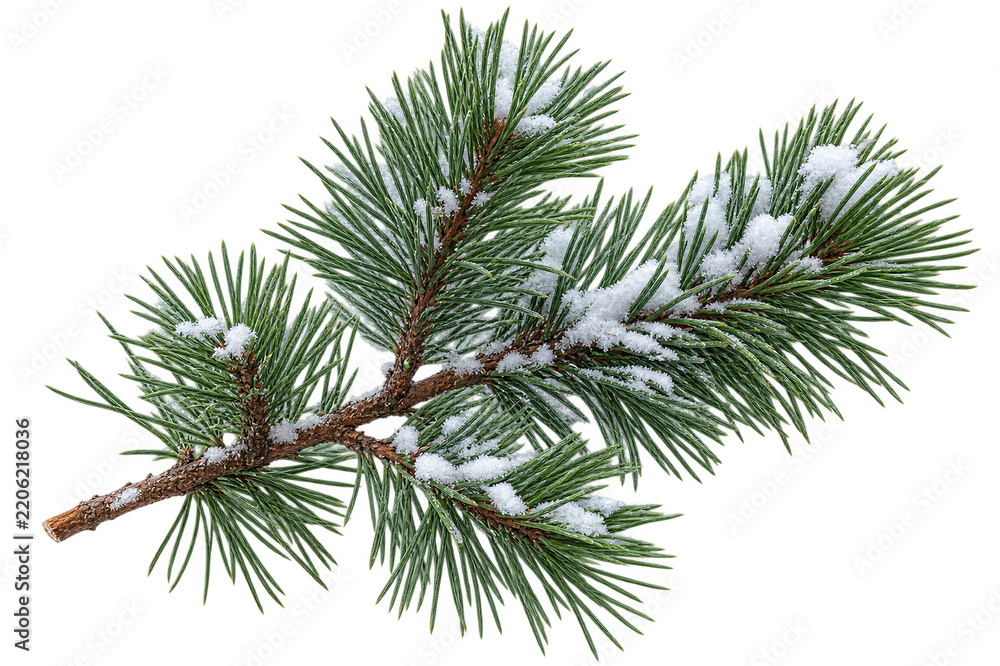Obraz premium Pine branch with snow covering green needles, isolated on transparent background. Winter nature, seasonal decoration, christmas forestry.