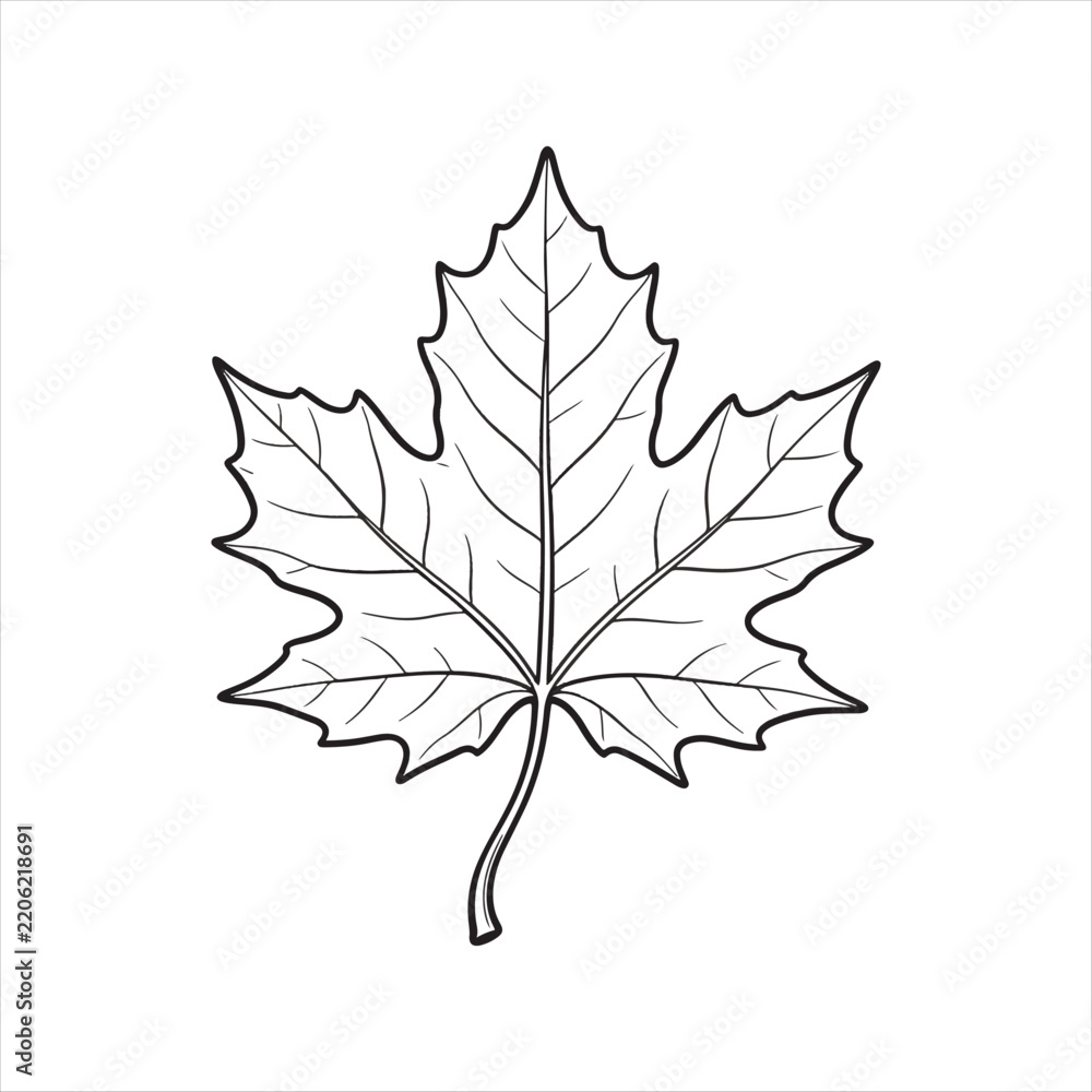 Fototapeta premium WebMaple leaf botanical line art isolated on white background, Minimalist maple leaf outline illustration with delicate details, Elegant maple leaf line drawing for botanical design