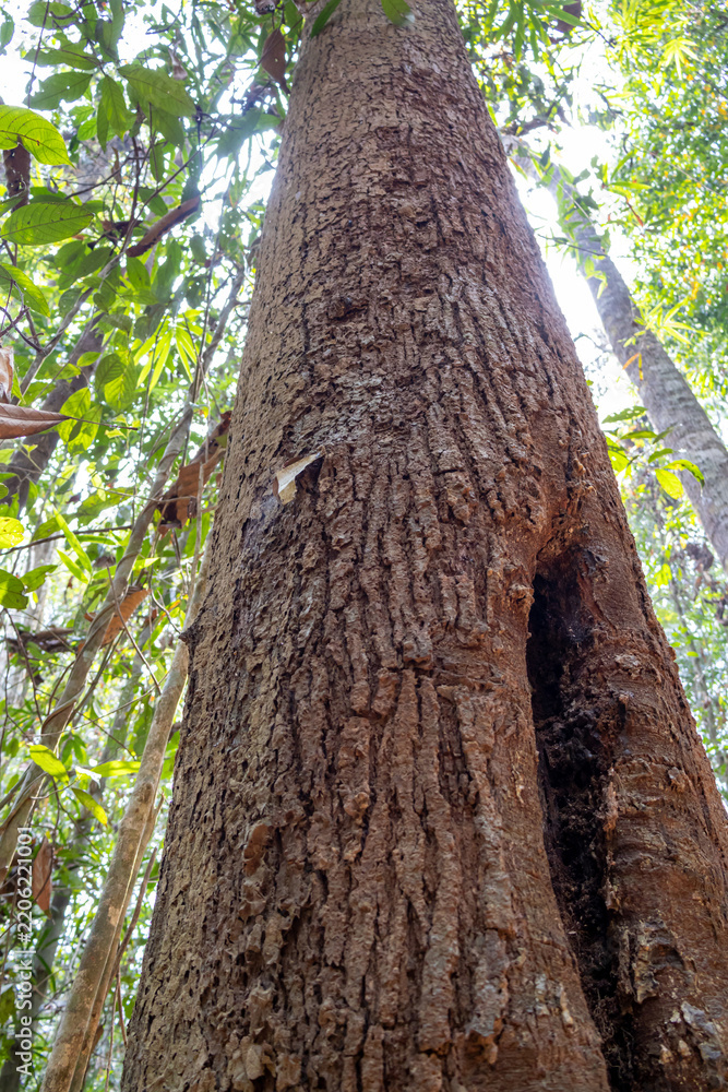 Obraz premium Rough tree trunk with a hollow cavity rises toward green forest canopy.