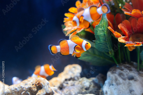 Obraz na plátně Cute clownfish swimming near sea anemone in coral reef aquarium