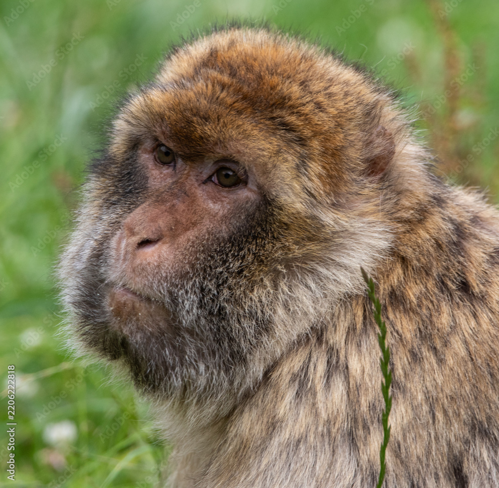 Obraz premium close up of a macaque