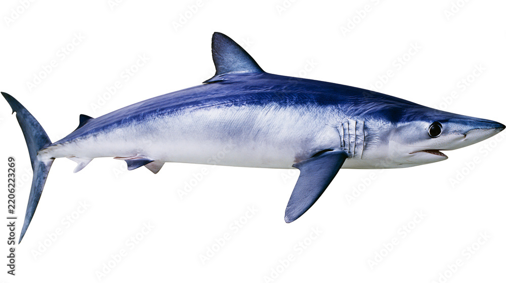 Obraz premium Blue Mako shark with sleek body and sharp fins, isolated on transparent background