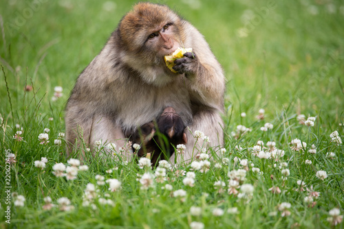 mothewr and baby macaque eating apple