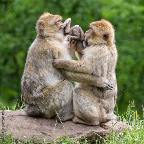mother and baby macaque