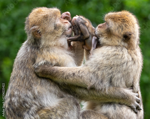 mother and farther and baby macaque