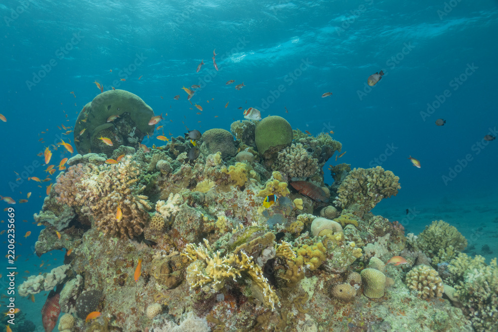 Fototapeta premium Coral reef and water plants in the Red Sea, Eilat, Israel 
