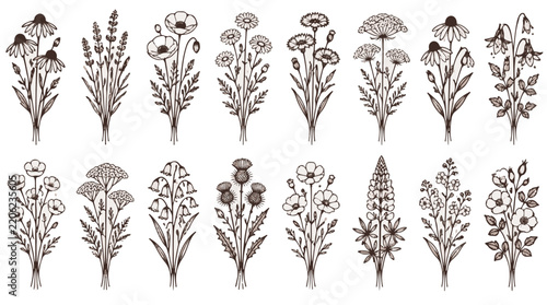 Wildflower Illustrations Set with Hand Drawn Botanical Bouquets and Floral Elements
