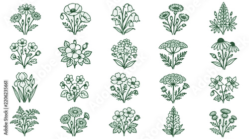 Wildflower Illustrations Set with Twenty Botanical Hand Drawn Flower Clusters