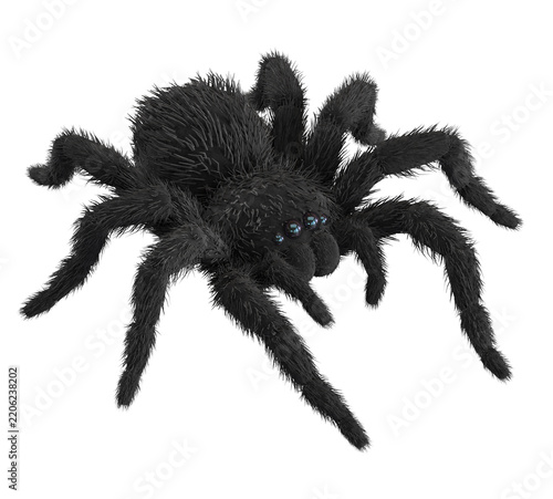 Black spider isolated on white background