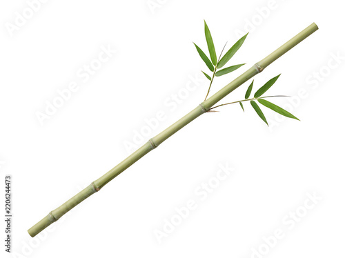 Single green bamboo stalk with leaves isolated on transparent background