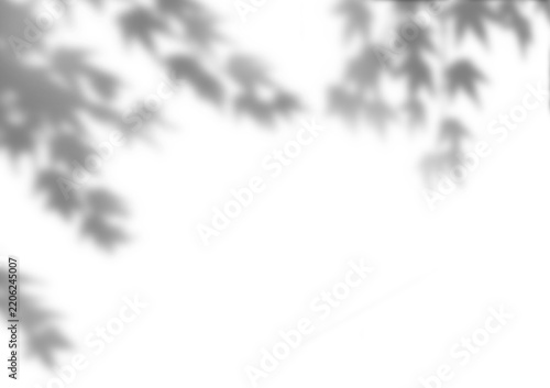 Soft Gray Maple Leaf Shadows on White Background with Copy Space Japanese autumn aesthetic · Soft shadows · Minimal background