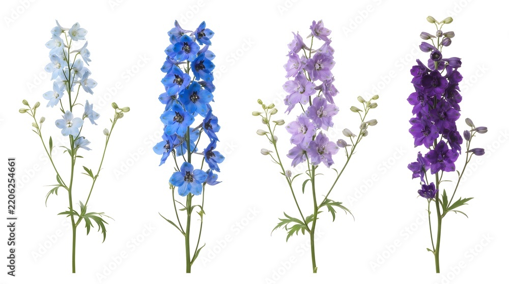 Obraz premium Colorful Delphinium Flower Stems in Blue, Lavender and Purple Isolated on White Background