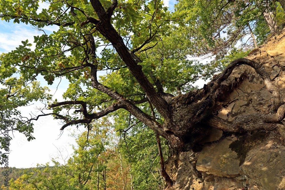 Obraz premium Uralte Traubeneiche (Quercus petraea) am Knorreichenstieg im Nationalpark Kellerwald